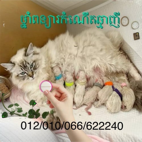 ថ្នាំពន្យារកំណើតឆ្មា