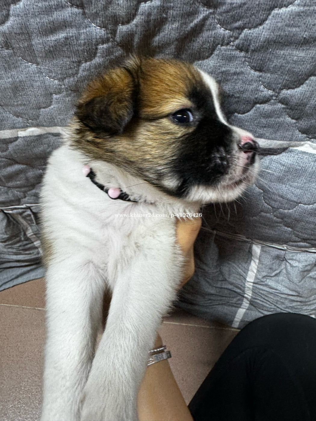 Bernard Dog Border Collie St Bernard Mix Puppy Top St Bernard