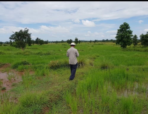 Land for Sale ដីលក់បន្ទាន់ 待售土地