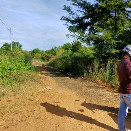 ដីលក់បន្ទាន់