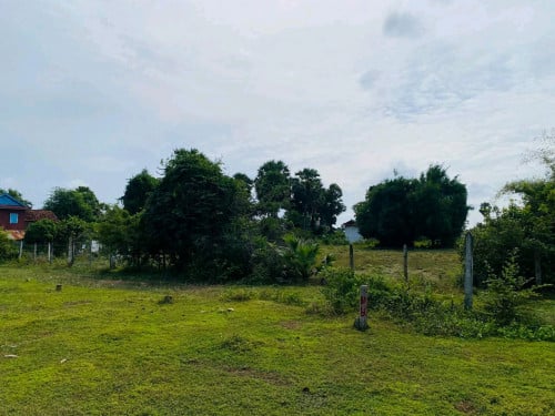 ចំការក្បាលដី.36*79មលក់ជាការ៉េតំលៃ20$