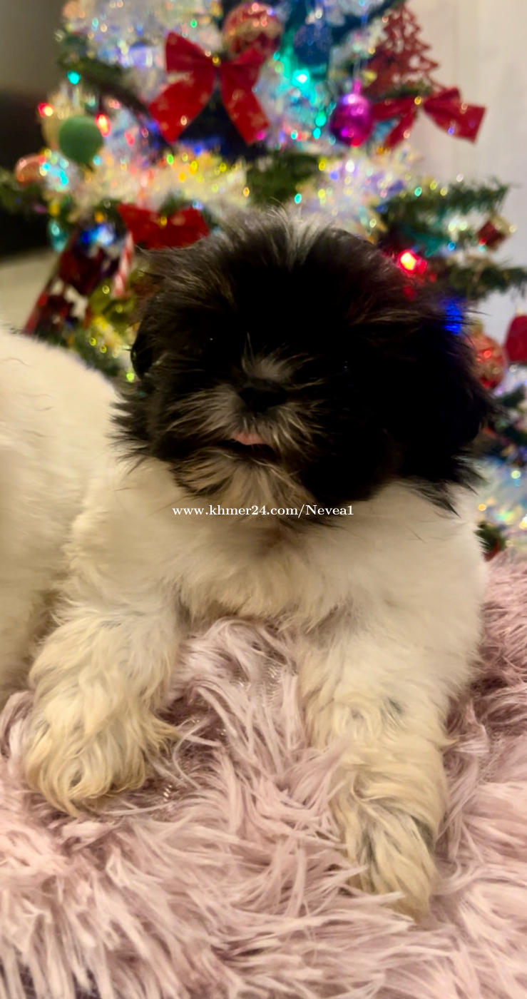 Beautiful Pure Breed Shih Tzu Puppies 🐶🎄🎁 Price $250.00 In Kouk Khleang 