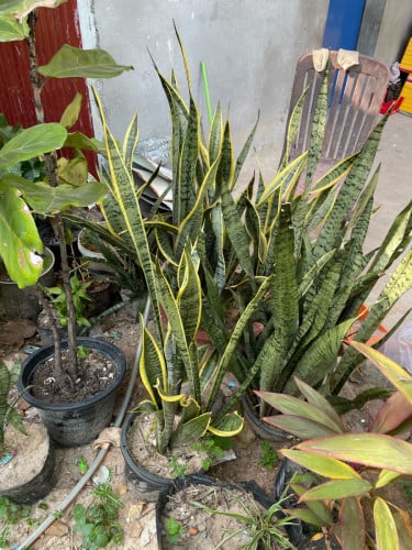 មានលក់ផ្កាតំលៃធូរថ្លៃ សំរាប់សាលា សណ្ថាគារ ទីតាំងអូរពី ព្រះសីហនុ