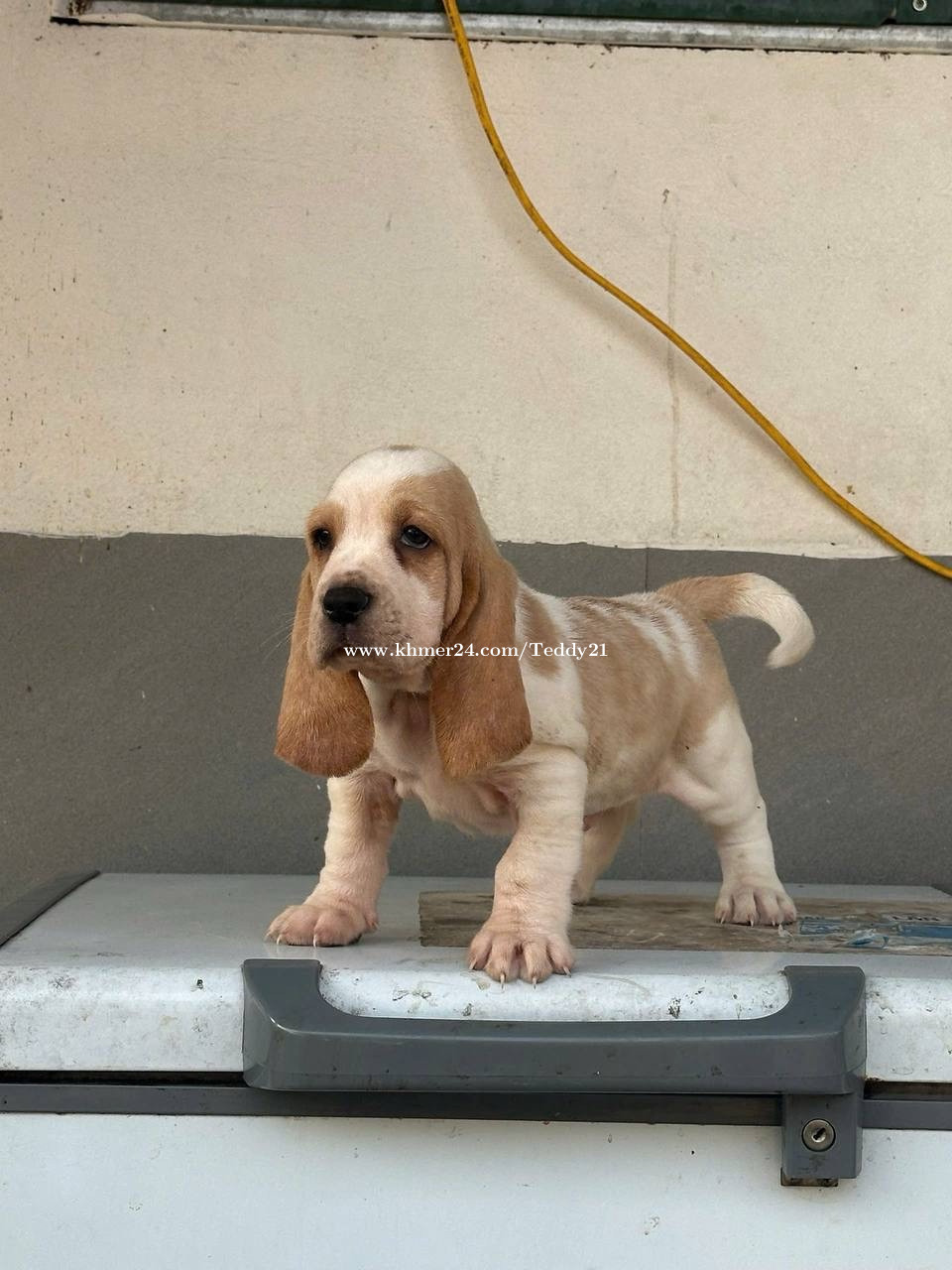 Adopt Bloodhound Basset Hound Mix Puppies For Sale Basset Hound
