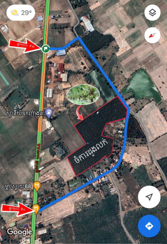 ចំការដូងក្រអូបសម្រាប់លក់