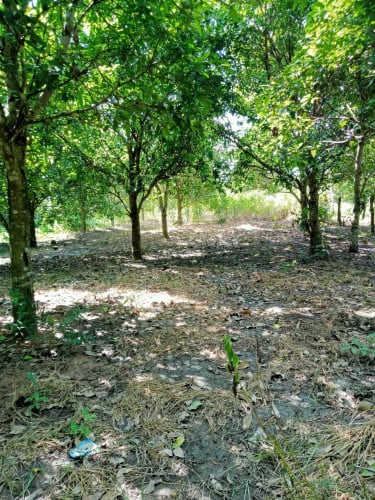 ដីសម្រាប់លក់នៅ ឃុំត្រែងត្រយឹង ស្រុកភ្នំស្រួច ខេត្តកំពង់ស្ពឺ (ពេជ្រនិល)