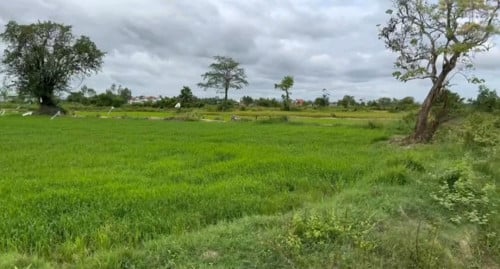 ដីលក់បន្ទាន់(គួរស្រូវ)