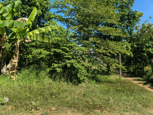 ដីកោះរះ ល្វាឯម