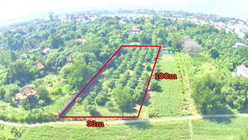 ដីចំការលក់បន្ទាន់ 33m x 100m