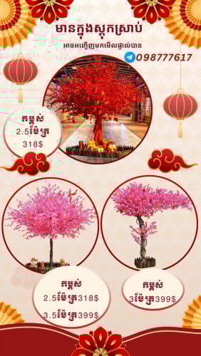 ដេីមផ្កា​អង្គារ៍​សិល​  ផ្កាSAKURA
