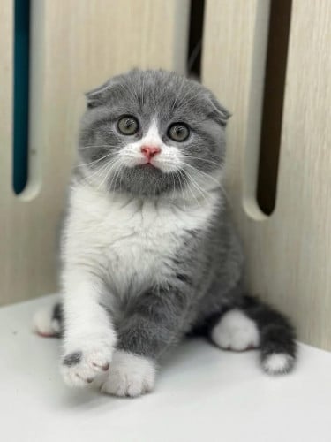 Available in store, can come and see for yourself.