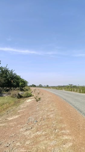 ដីចំការស្វាយលក់បន្ទាន់ចុះពីផ្លូវជាតិលេខ5 ចំងាយ200m (ដីបង្កាន់ដៃប្លង់រឹង)