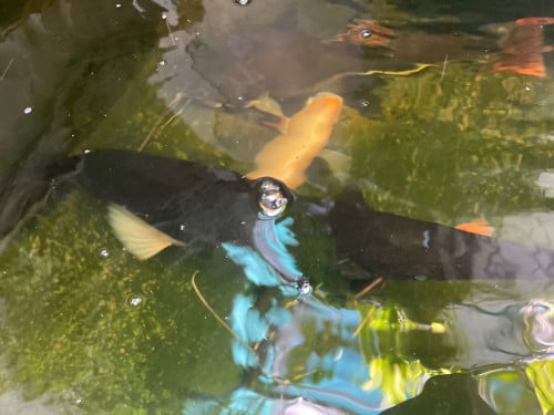 Gar fish 1.1 meter long