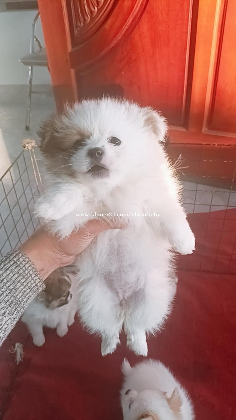 Olx Pakistan Olx Pomeranian Puppy For Sale Rs 500 Pomeranian
