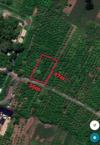 ដីចំការស្វាយលក់បន្ទាន់ទំហំ  35m x 47m