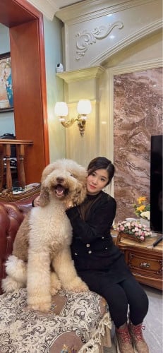 Giant Poodle for sale