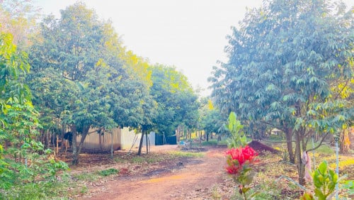 ដីលក់មានដំណាំទុរេននិងសាវម៉ាវ