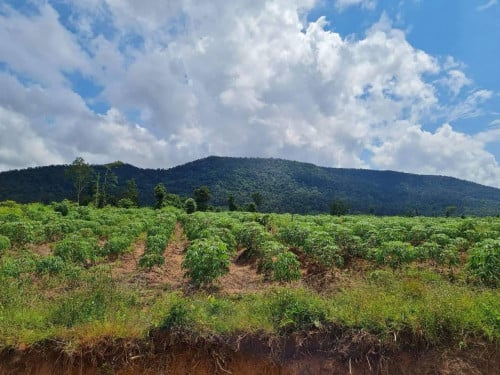 ដីលក់បន្ទាន់