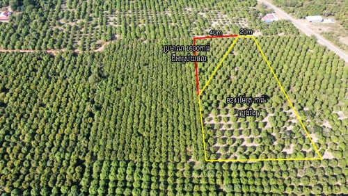 ដីចំការស្វាយលក់