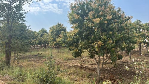 ដីលក់បន្ទាន់ស្រុកកំរៀង