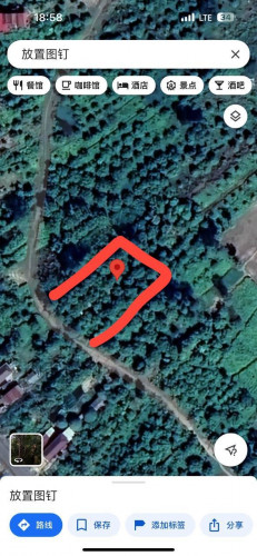 ដីលក់ ប្លង់រឹង 12x80，ដីនេះមានដើមស្វាយប្រហែល២០ដើម