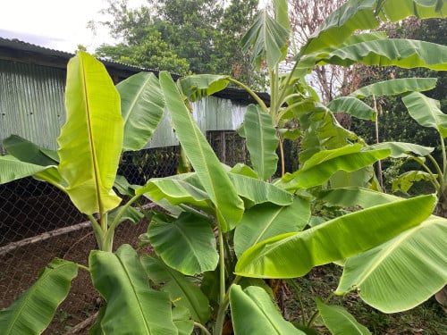 លក់កសិដ្ឋានចិញ្ចឹមមាន់ Freeទ្រុងមាន់នឹងទូរភ្ញាស់