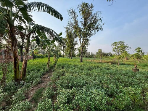 ដីលក់មានប្លង់រឹង ($270,000 ចរចារបាន) ទំហំ 1873m² (ក្បាល 29m) ផ្លូវទំនប់ជាស៊ីម (ឈើទាល កៀនស្វាយ)