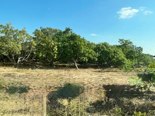 ដីចំការស្វាយចន្ទីសម្រាប់លក់