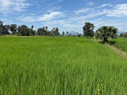 ដីស្រែលក់ឡៃឡុង