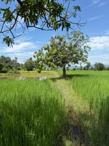 ដីស្រែមានស្រូវលក់ថោកៗនៅកំពង់ស្ពឺ