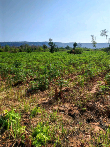 ដីចំការសំរាប់ជួលបន្ទាន់