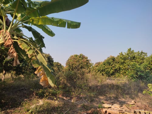 លក់ដីចំការស្វាយ