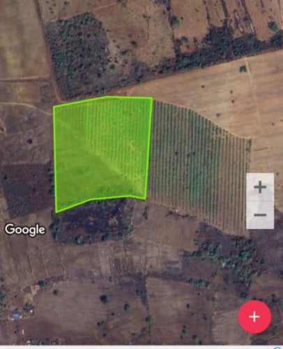 ដីចំការចន្ទីដែលមានភ្លង់រឹងនិងអាយុកាល6ឆ្នាំហើយ