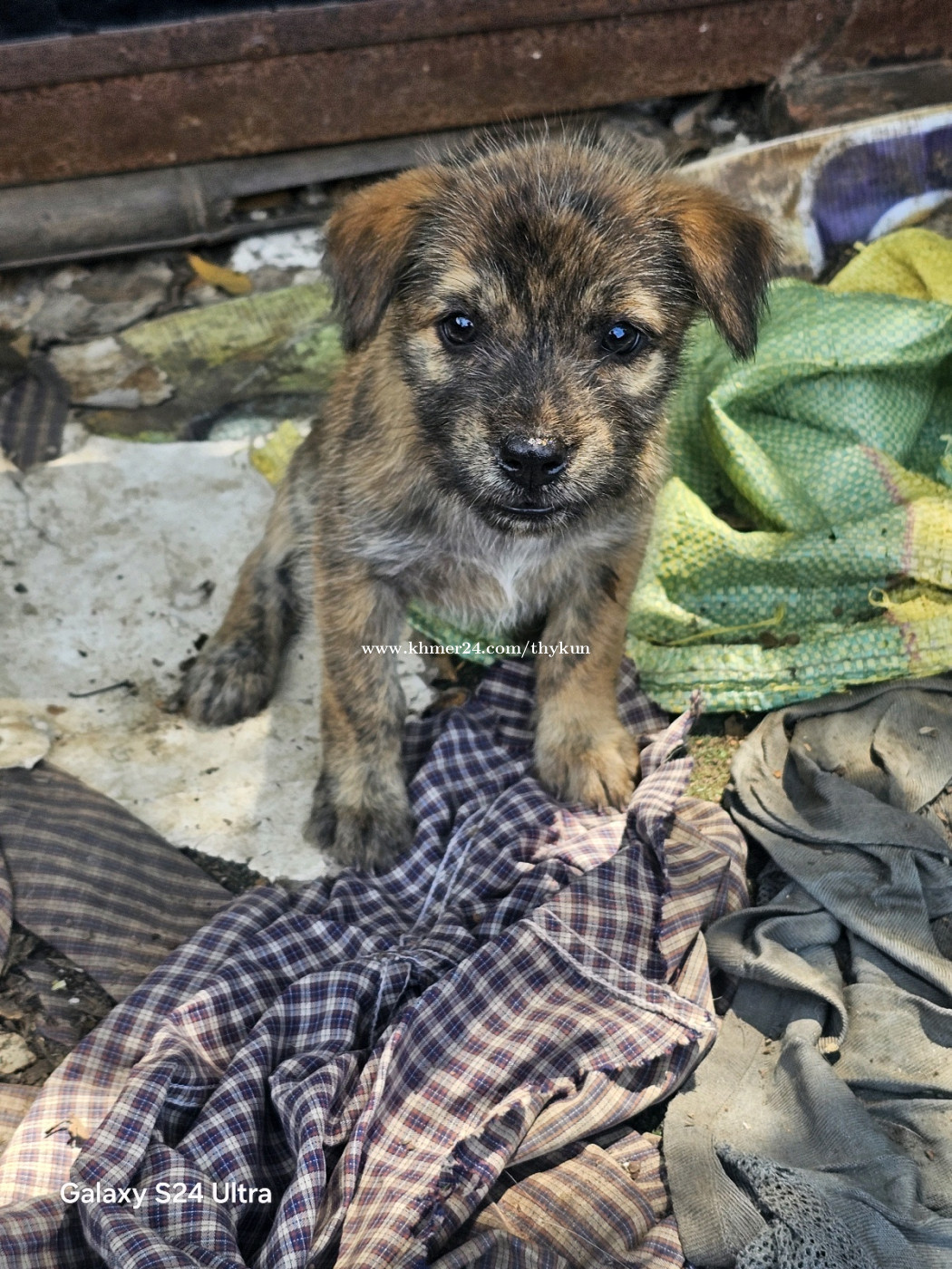 Dogs in Cambodia - www.khmer24.com