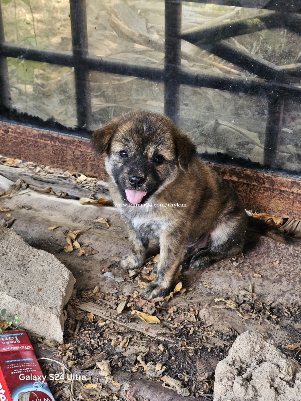 Dogs in Cambodia - www.khmer24.com