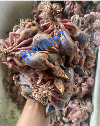 ចាបស្រុកស្រែ