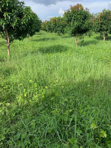 Land for sale