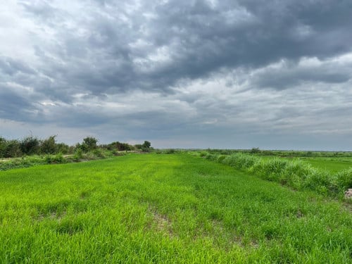 ដីស្រែលក់នៅជ្រោយដង ស្រុកកៀនស្វាយ ប្លង់រឹង