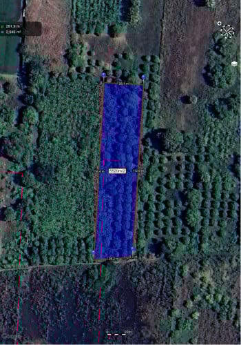 ដីចំការស្វាយលក់ក្បែលបុរី 26.50m x 210m