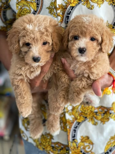 Available in store, can come and see for yourself.