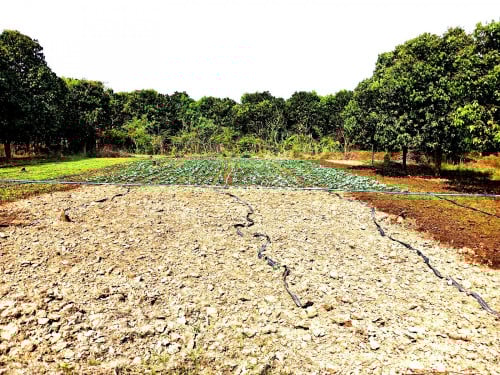 ដីភូមិជិតប្រាសាទបាណន់លក់បន្ទាន់