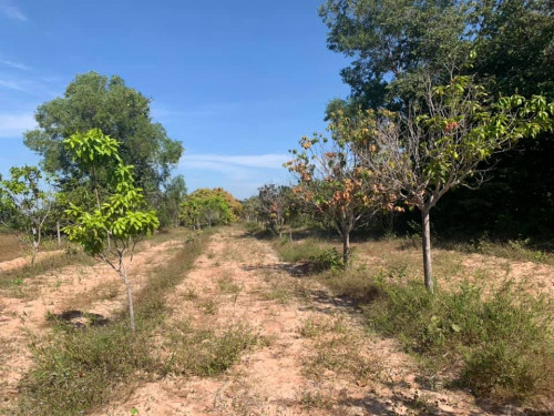 ដីលក់បន្ទាន់