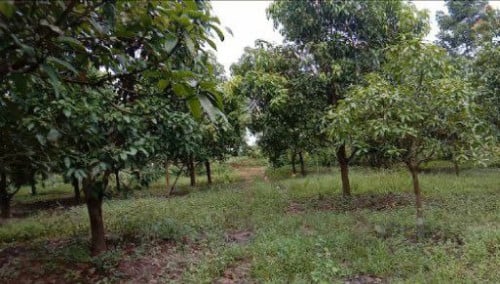 ដីសម្រាប់លក់នៅខេត្តកំពត