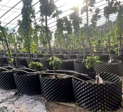 Root Barrier : ជាប្រវែងរនាំងទប់ដី