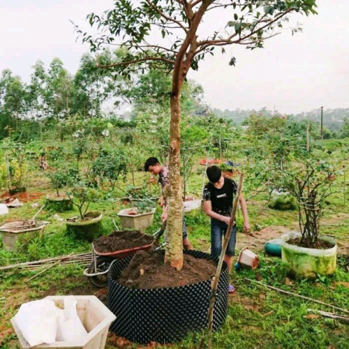 Root Barrier : ជាប្រវែងរនាំងទប់ដី