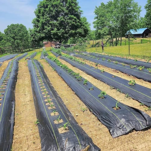 Weed Barrier: ជាប្រភេទស្បៃគ្របដីកុំអោយស្មៅដុះ