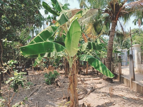 ដីលក់បន្ទាន់ ខេត្តកណ្តាល រការកោង​១