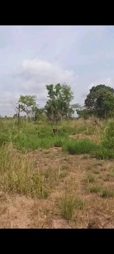 ដីចំការលក់