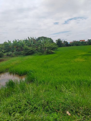 លក់ស្រែ