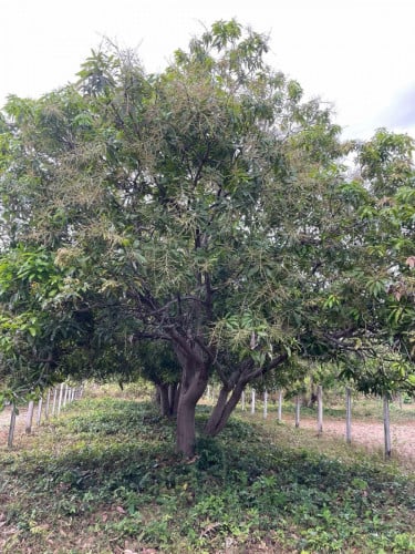 ដីស្វាយ ជាប់បឹងតាម៉ោក លក់បន្ទាន់